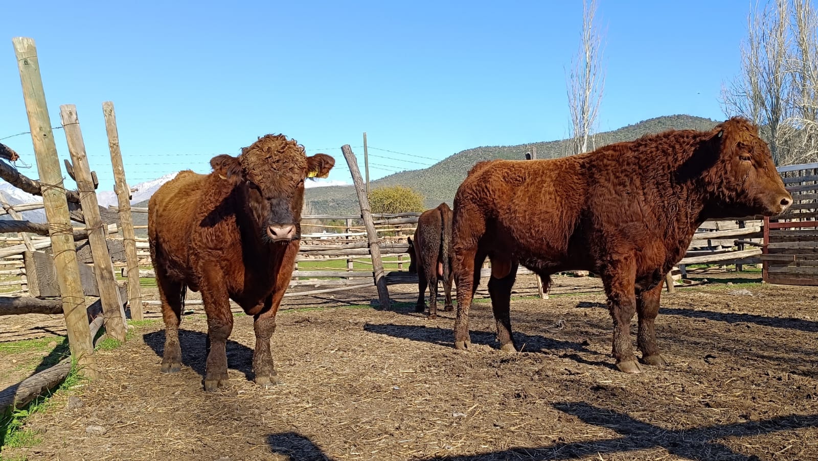 Entregan cuatro Toros Angus a crianceros de Chacayes